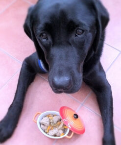 バースデー・ドッグ・ディナー（お誕生日：お魚料理）