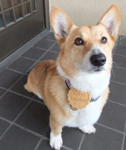 バースデー・ドッグ・ディナー(お誕生日:お肉料理)