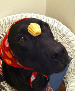 蕎麦マドレーヌ