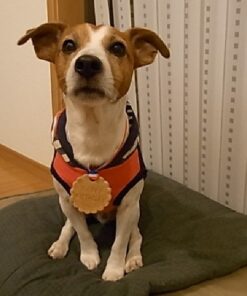 バースデー・ドッグ・ディナー（お誕生日：お魚料理）