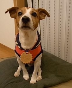 バースデー・ドッグ・ディナー（お誕生日：お魚料理）