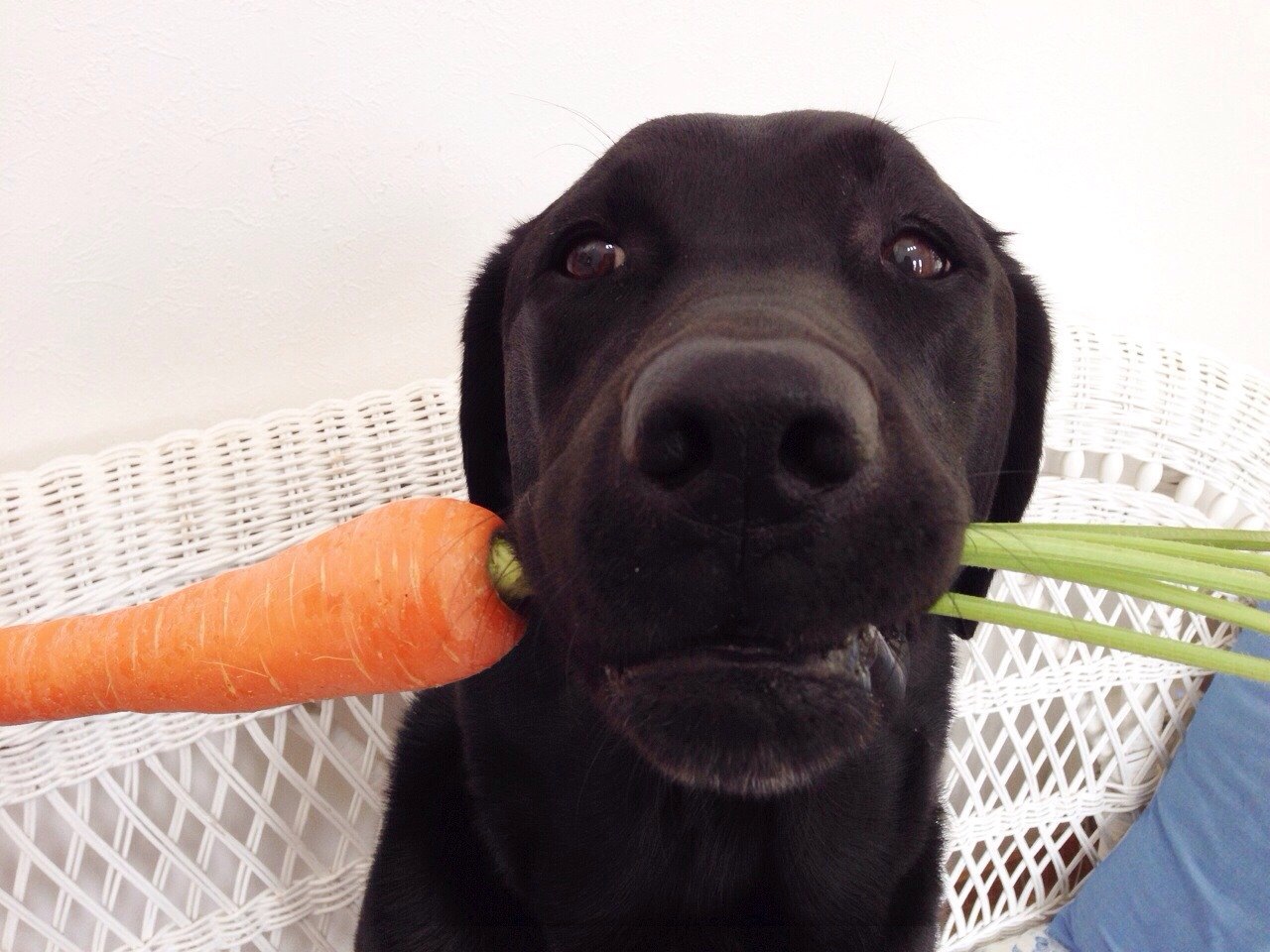 e-dogCafe オンライン