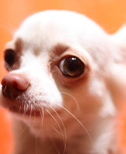 e-dogCafe オンライン