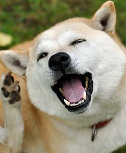 e-dogCafe オンライン