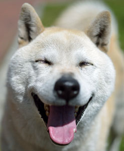 笑顔犬2 E Dogcafe オンライン