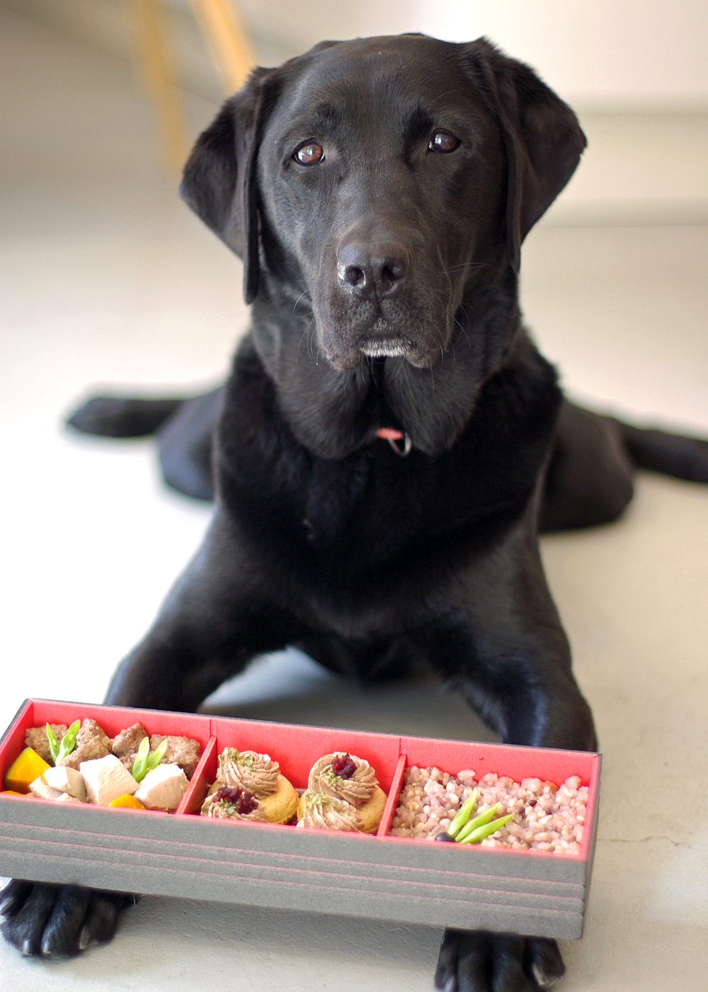 e-dogCafe オンライン
