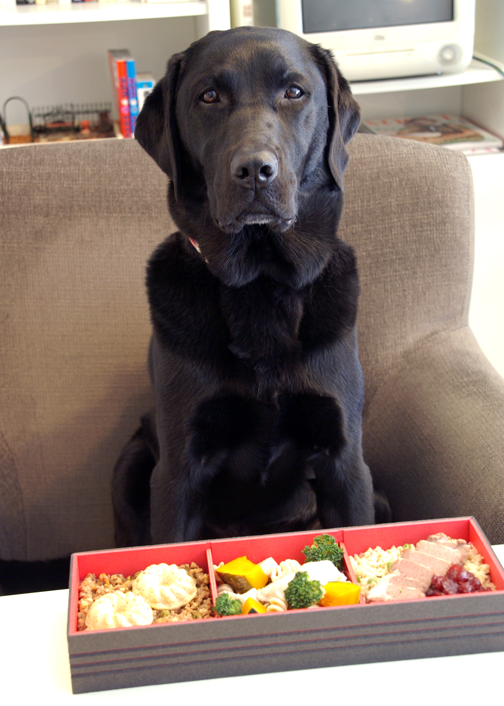 e-dogCafe オンライン