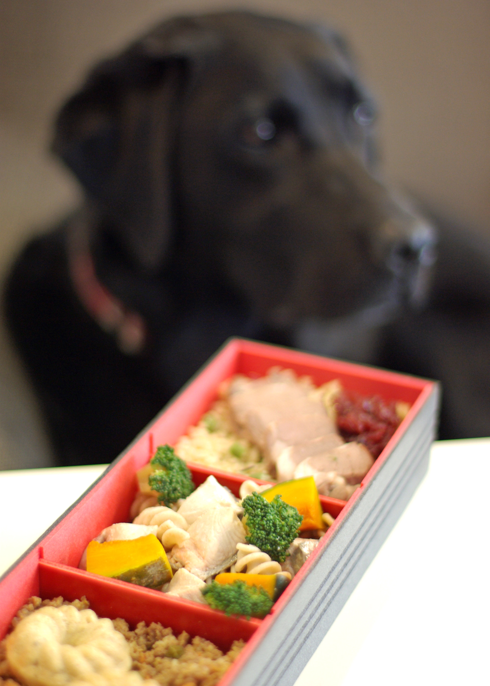 e-dogCafe オンライン