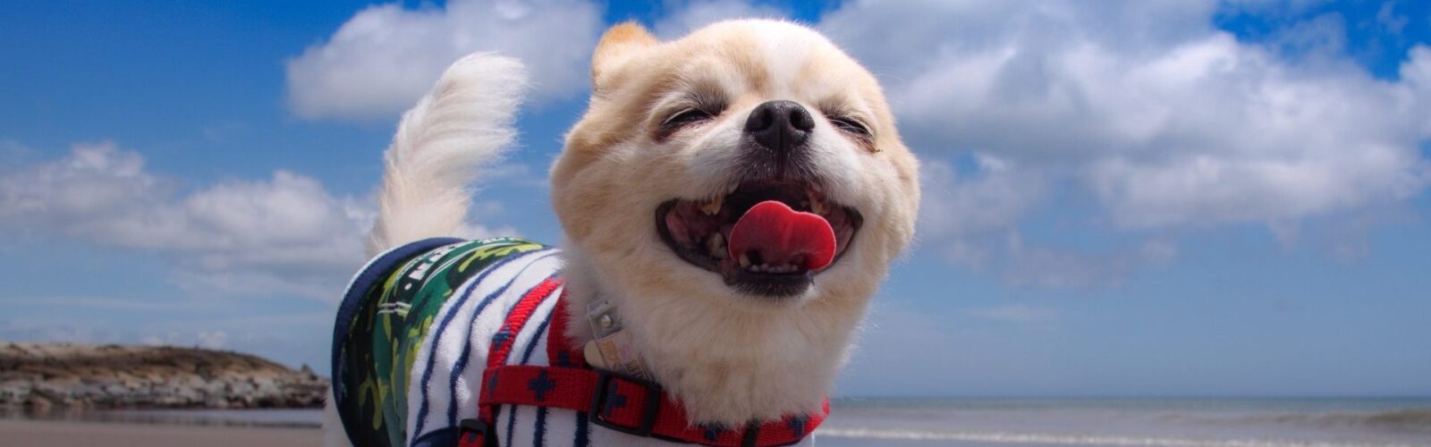 e-dogCafe オンライン
