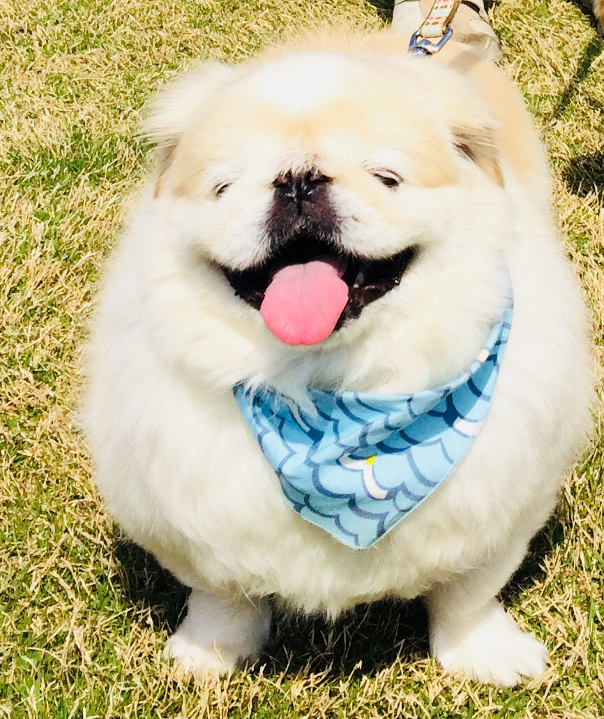 e-dogCafe オンライン