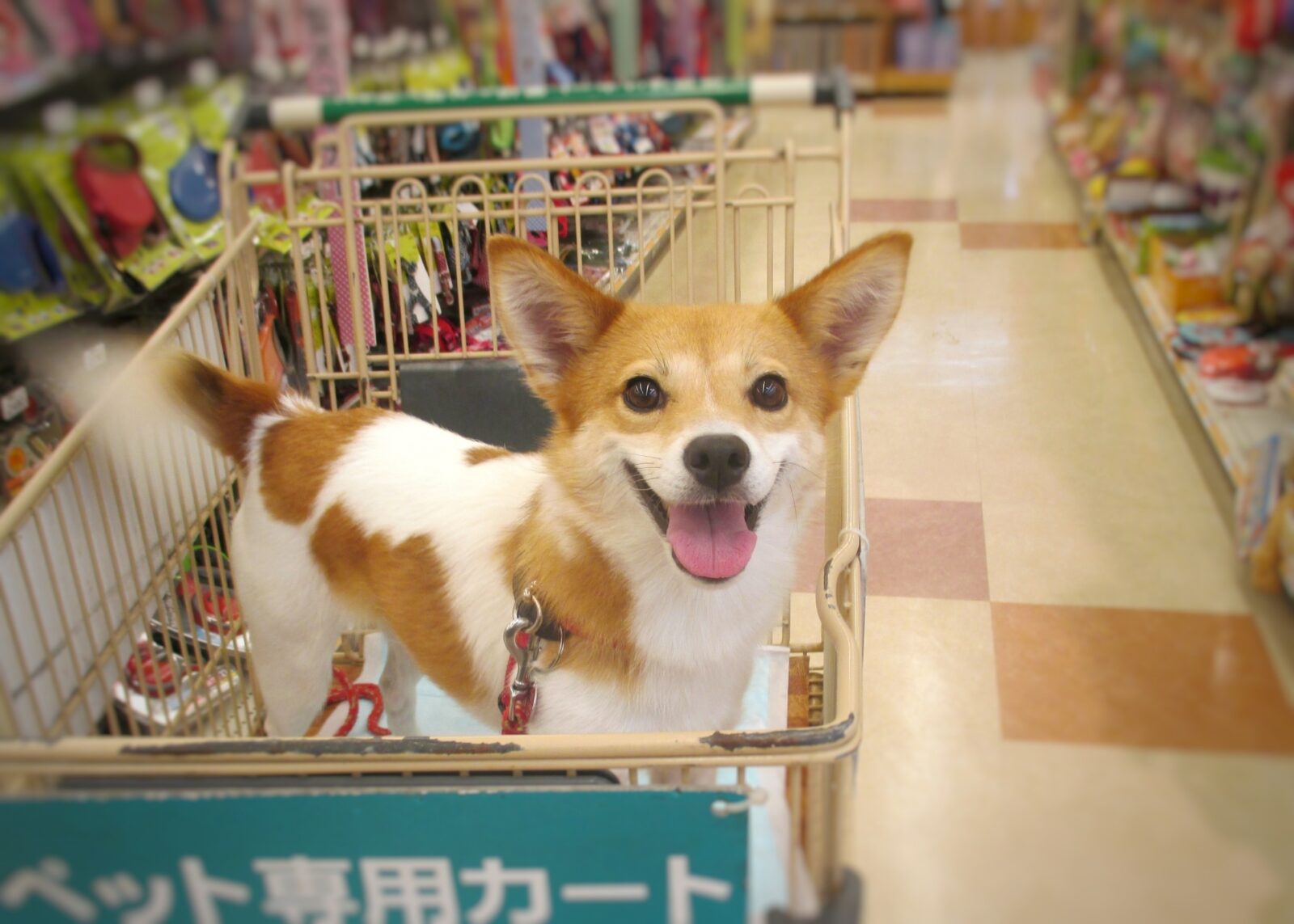 e-dogCafe オンライン
