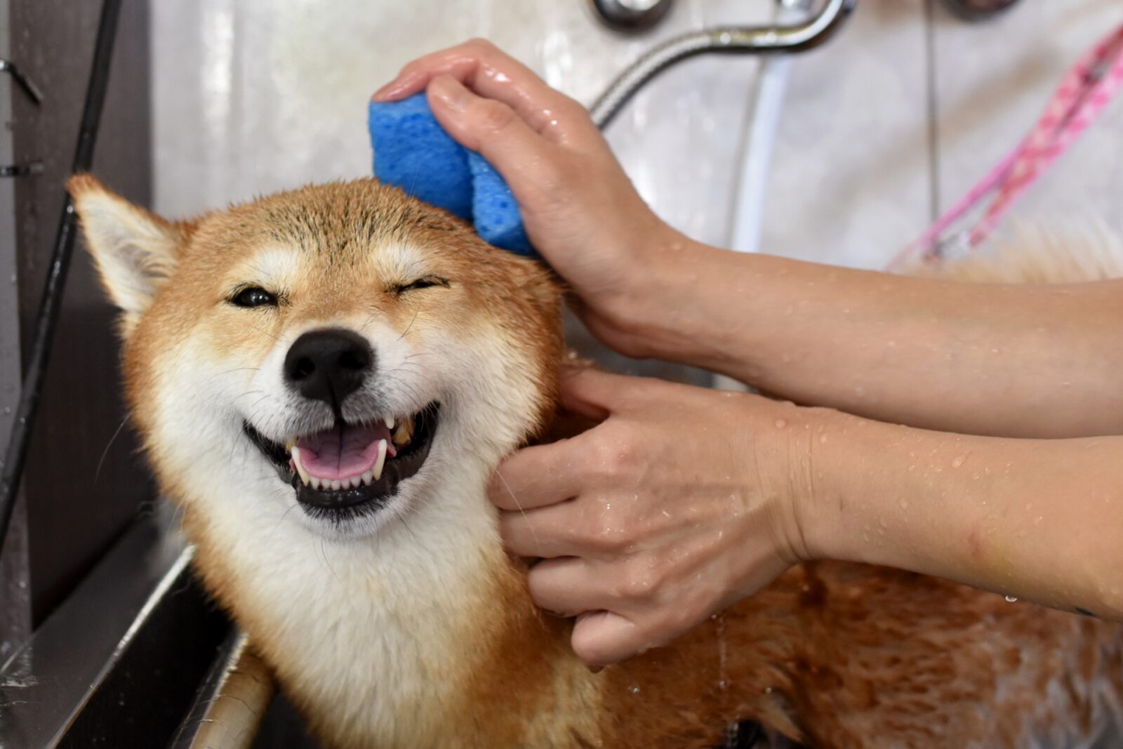 e-dogCafe オンライン