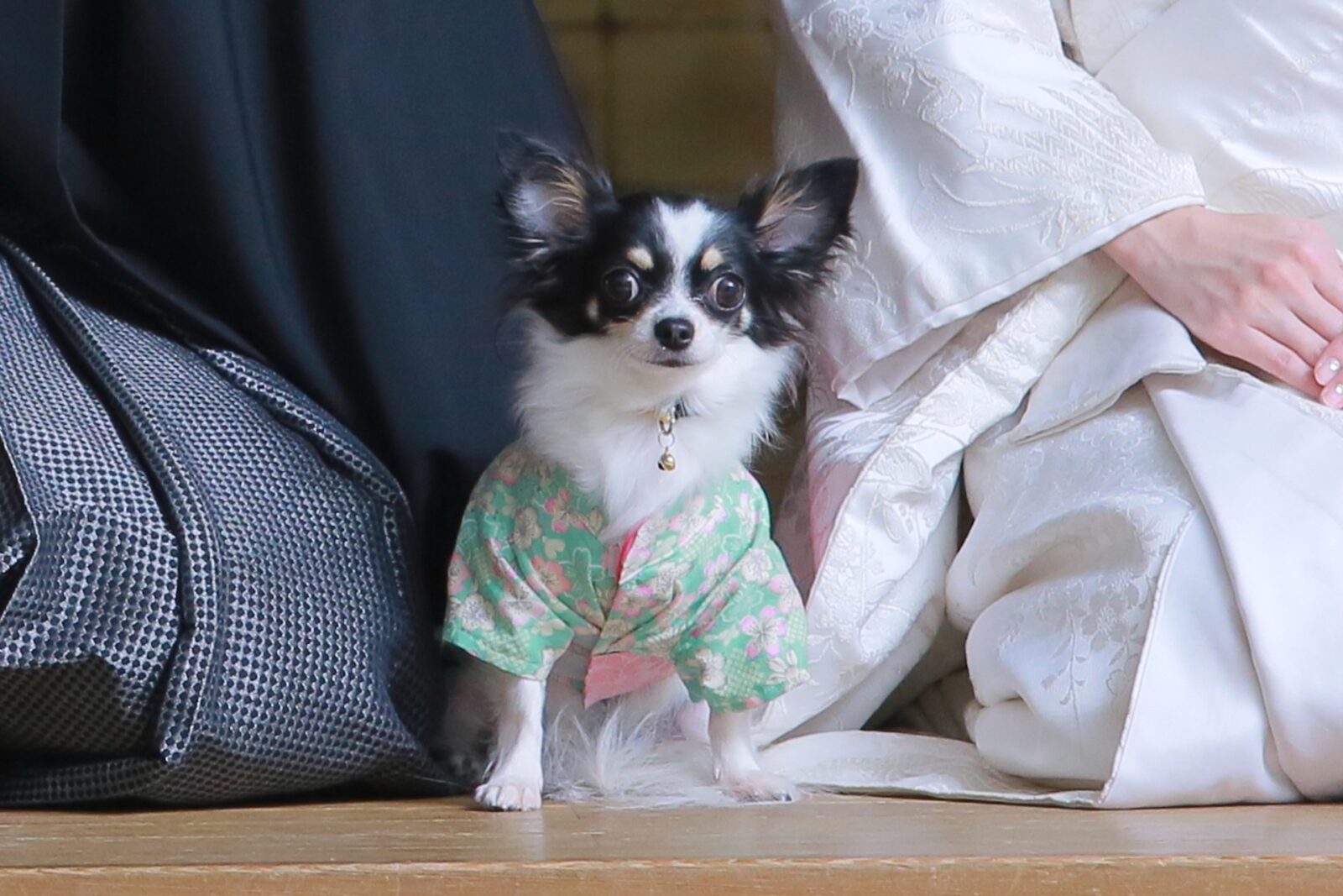 e-dogCafe オンライン