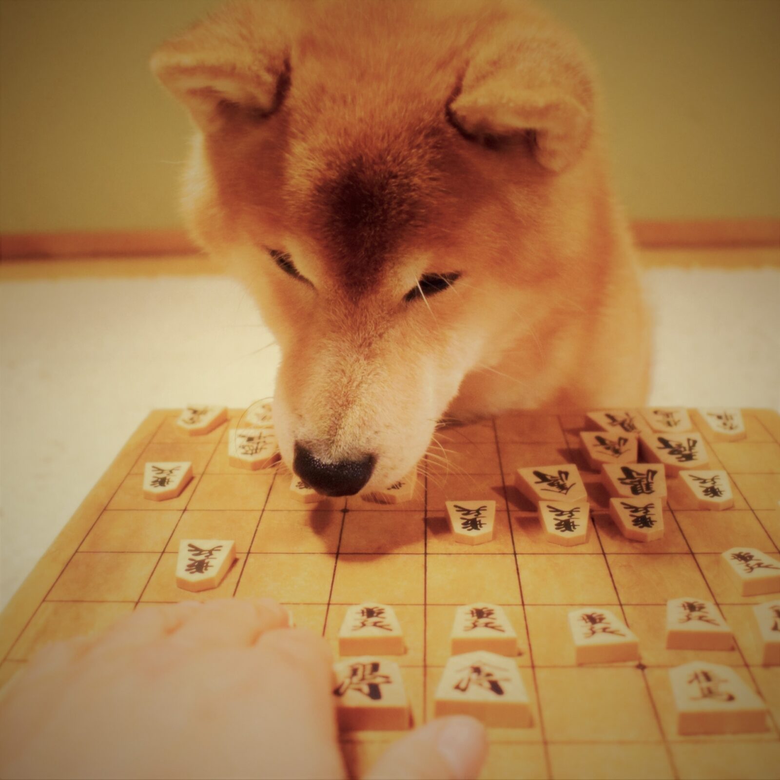 e-dogCafe オンライン