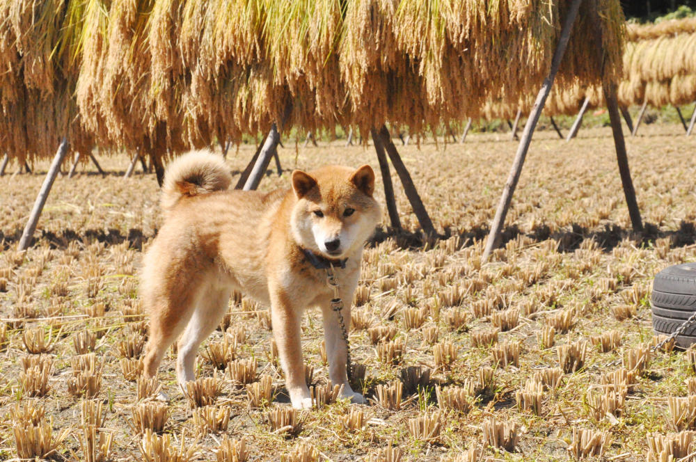 e-dogCafe オンライン