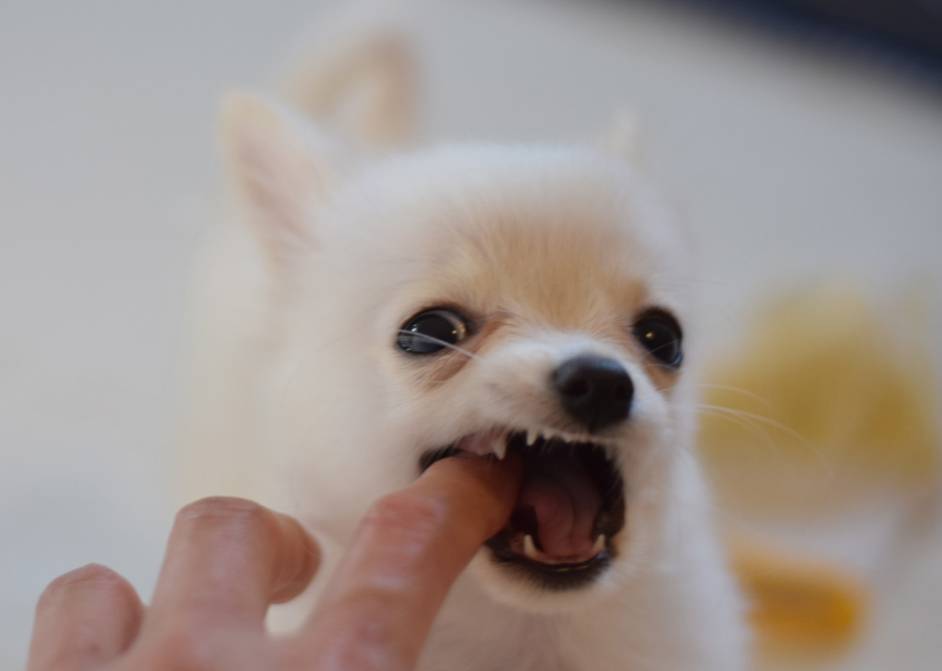 e-dogCafe オンライン