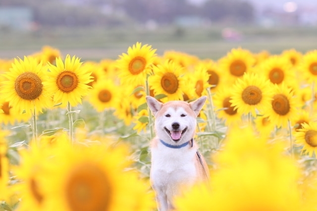 e-dogCafe オンライン