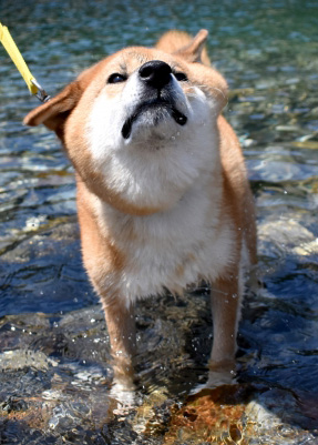 e-dogCafe オンライン
