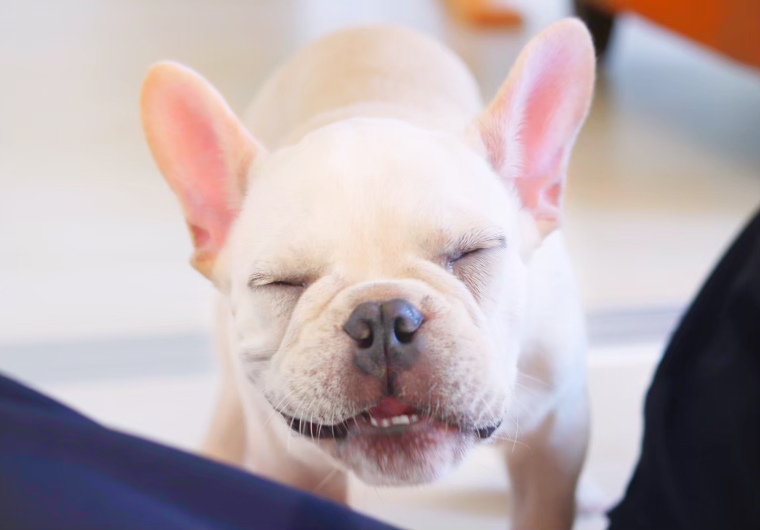 e-dogCafe オンライン