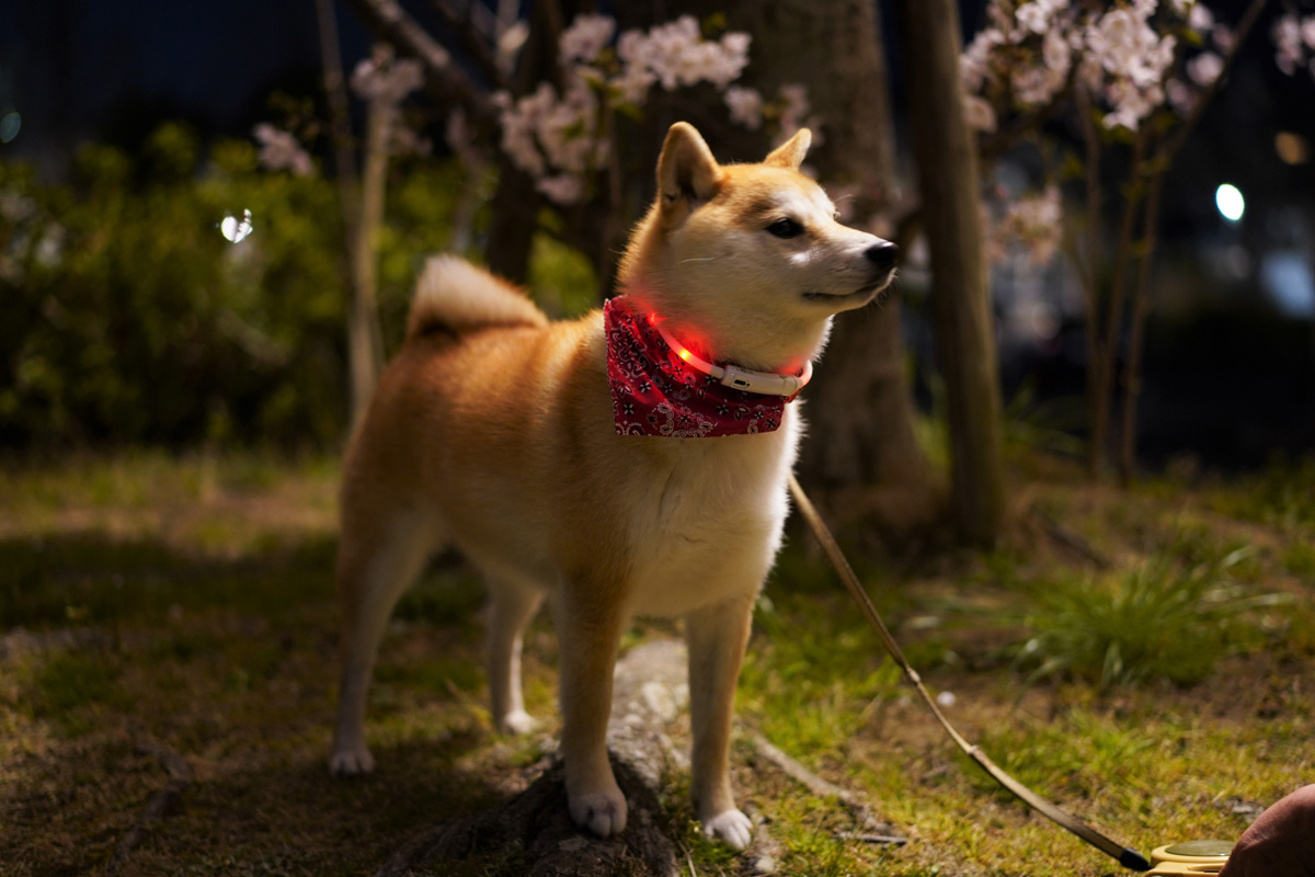 e-dogCafe オンライン
