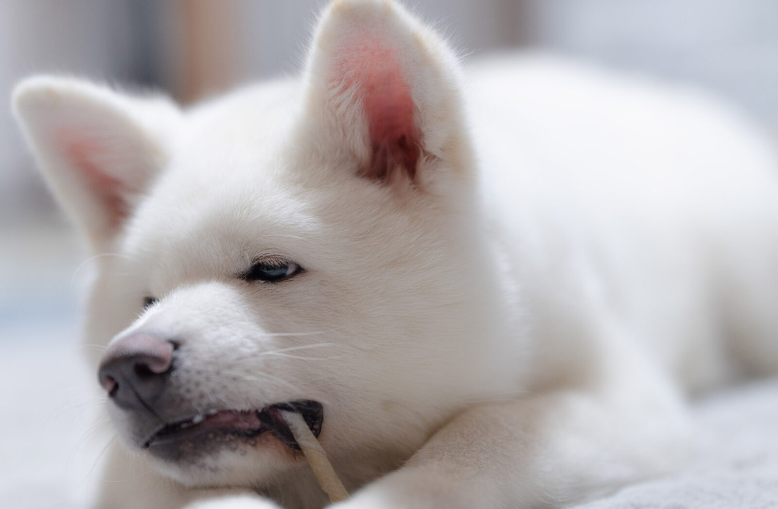 e-dogCafe オンライン