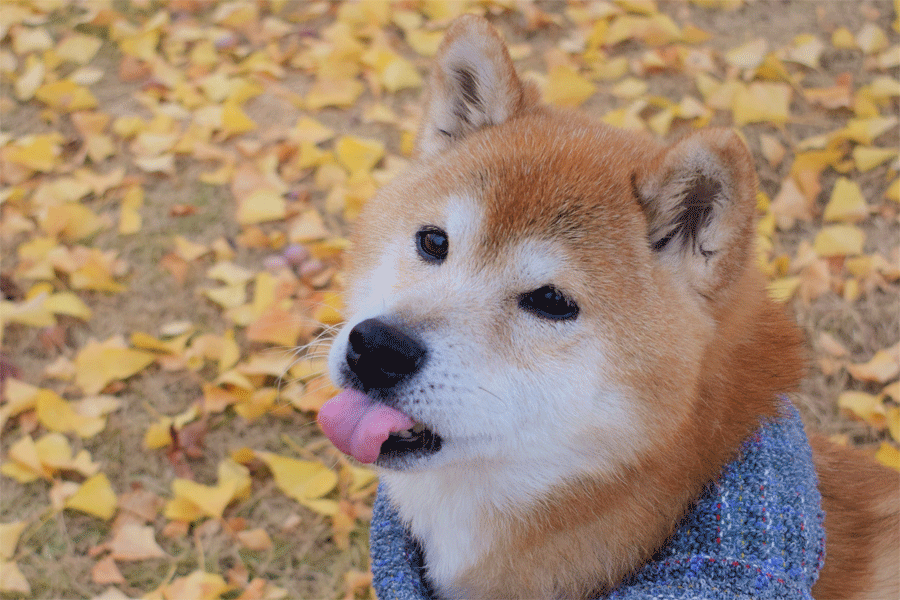 e-dogCafe オンライン
