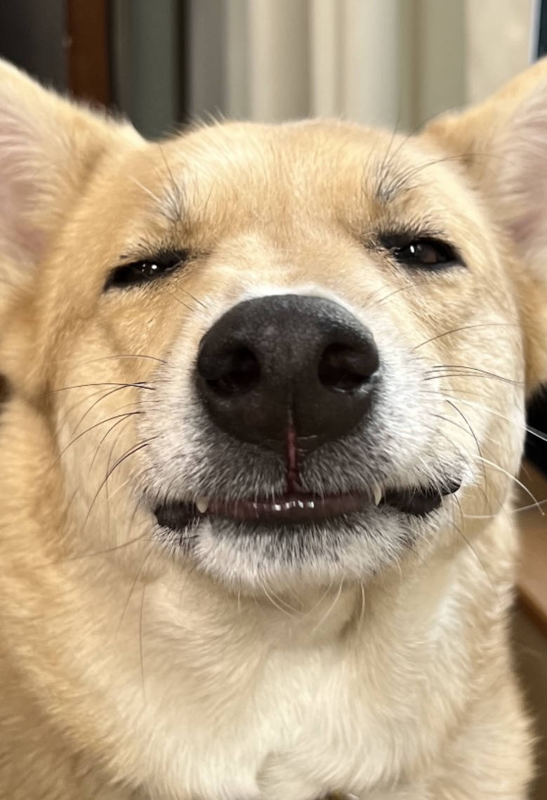 e-dogCafe オンライン
