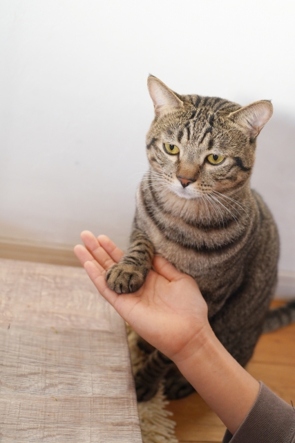 e-dogCafe オンライン