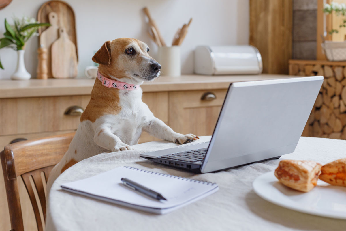 e-dogCafe オンライン