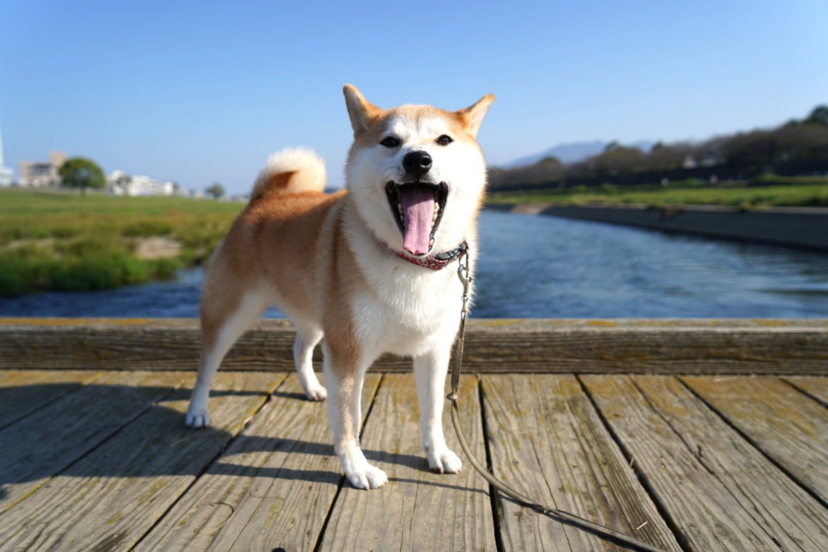 e-dogCafe オンライン