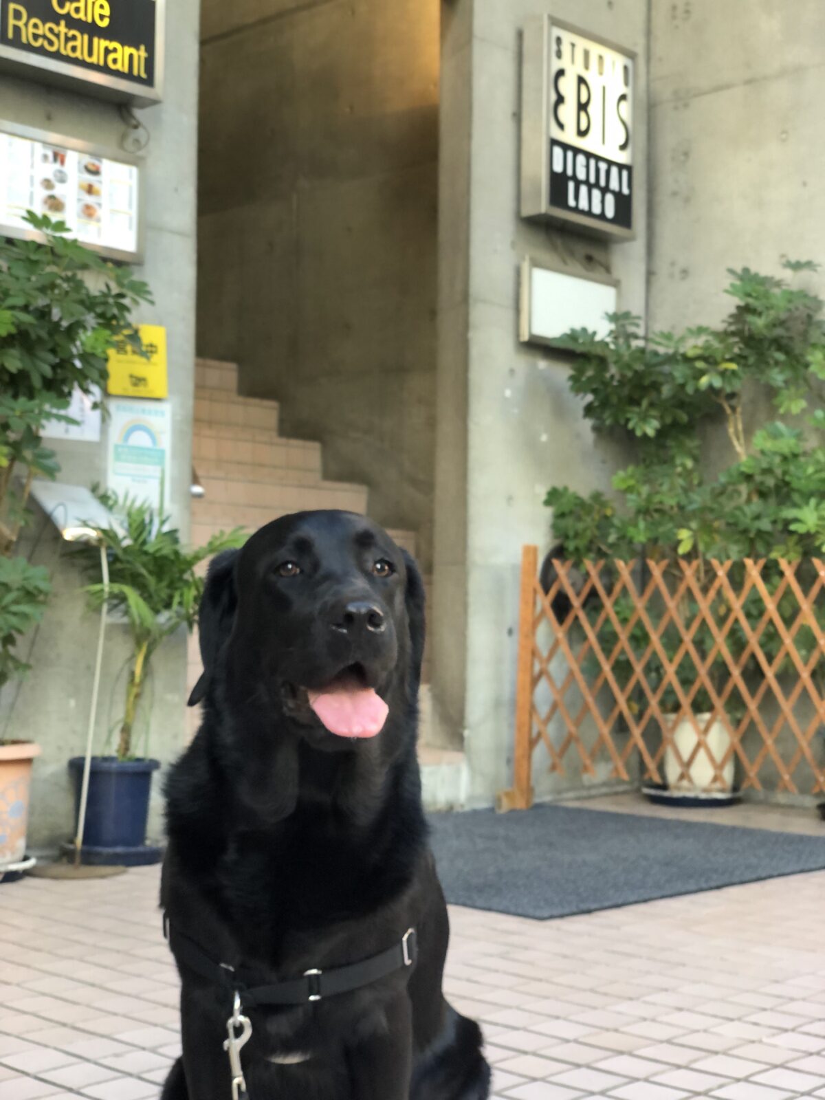 e-dogCafe オンライン