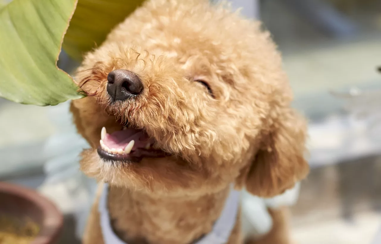e-dogCafe オンライン