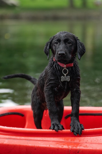 Wet black puppy wearing a red collar stands in a bright red kayak on calm lake water, looking at the camera.