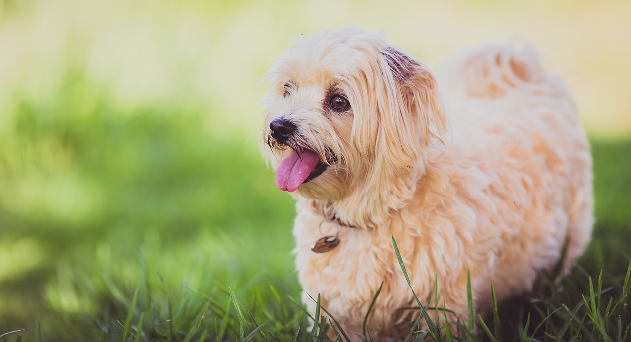 Fluffy tan dog panting with its tongue out in a sunny grassy park.